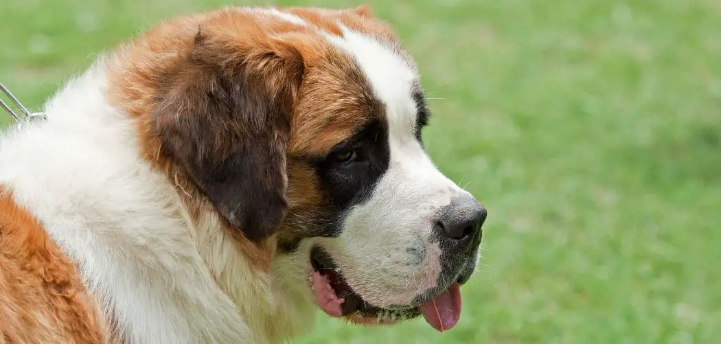 St Bernard shaking head
