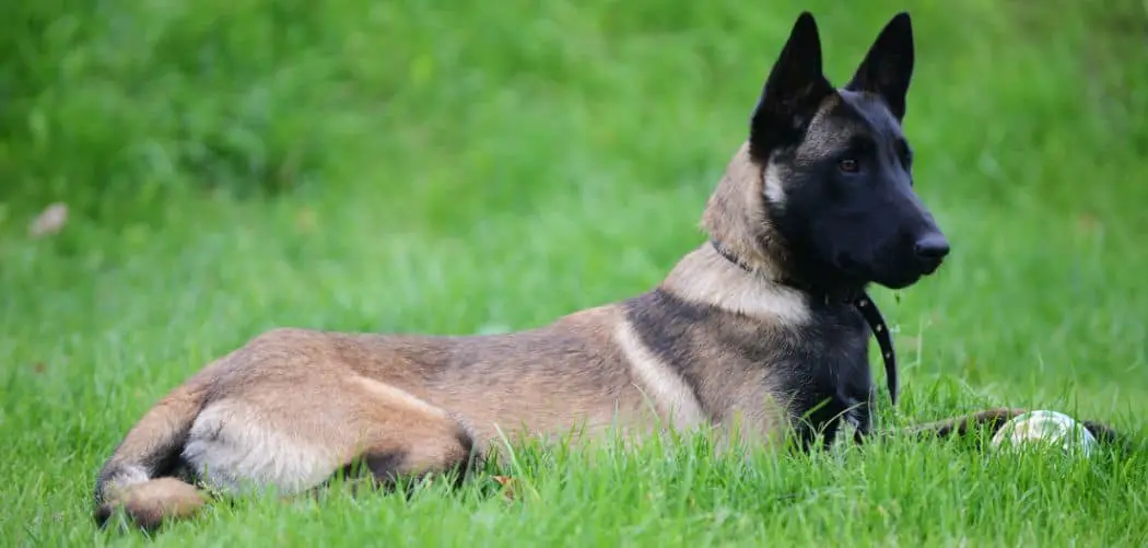 Why Does My Belgian Malinois Sleep So Much