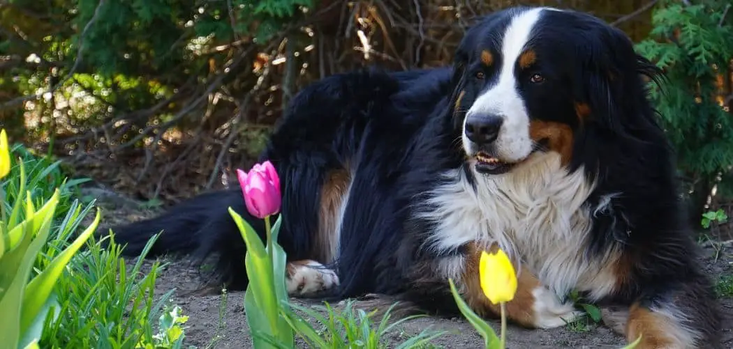 Why Does My Bernese Mountain Dog Chew On Rocks