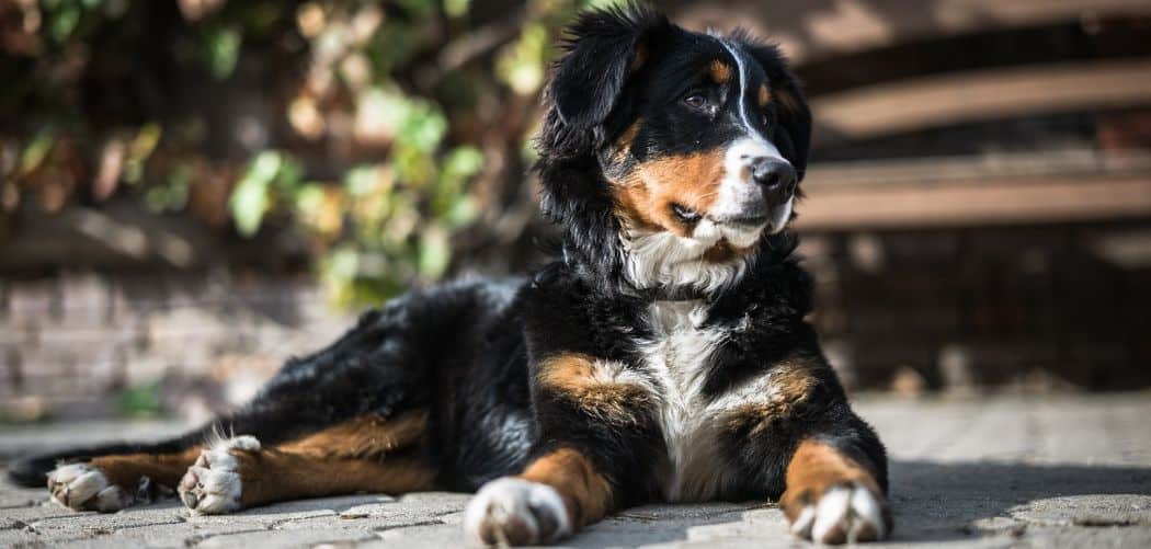 Why Does My Bernese Mountain Dog Fart So Much