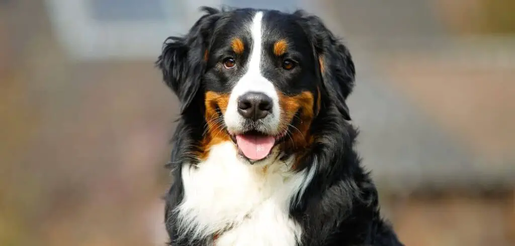 Why Does My Bernese Mountain Dog Get Hiccups