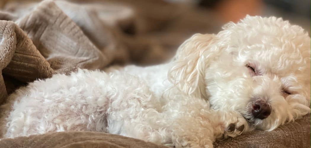 Why Does My Maltipoo Sleep So Much? Reasons + When To Worry Canines