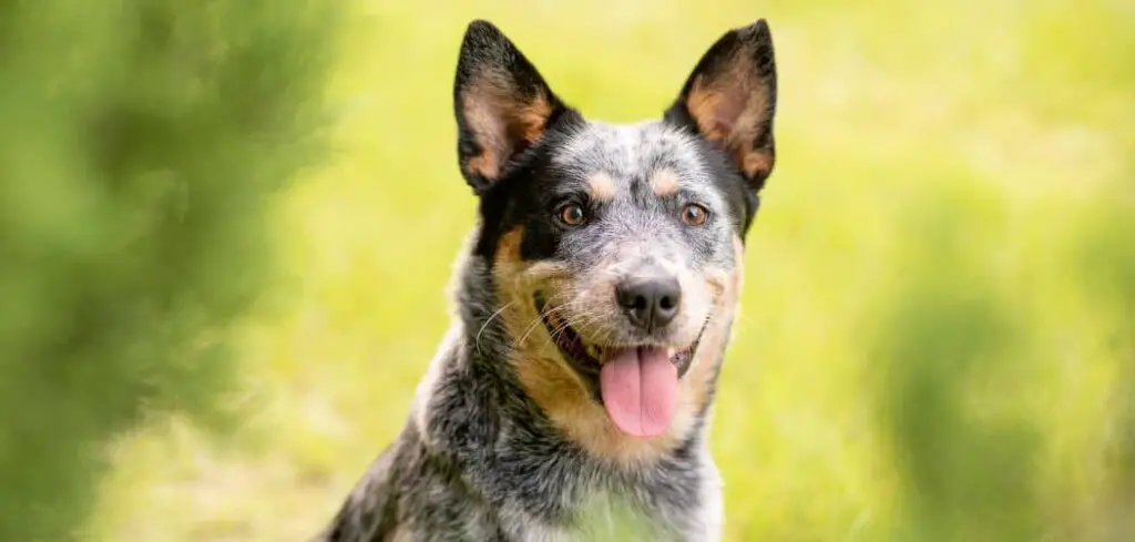 Why Is My Blue Heeler Drooling