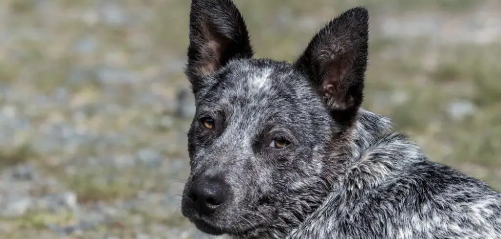 Why Is My Blue Heeler Foaming At The Mouth