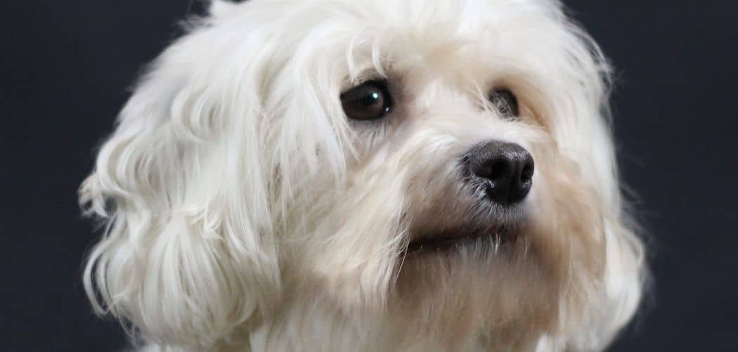 Why Is My Havanese Aggressive