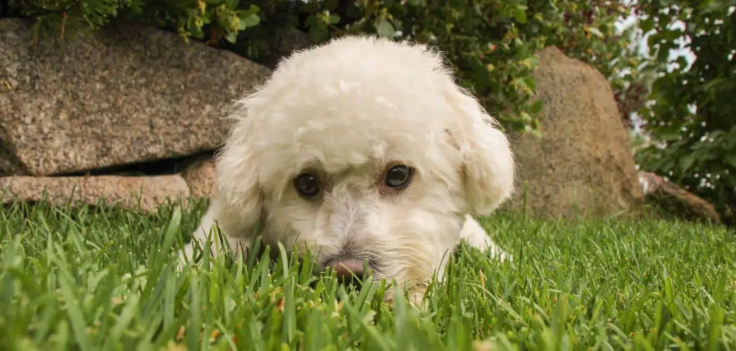 Why Is My Maltipoo So Aggressive