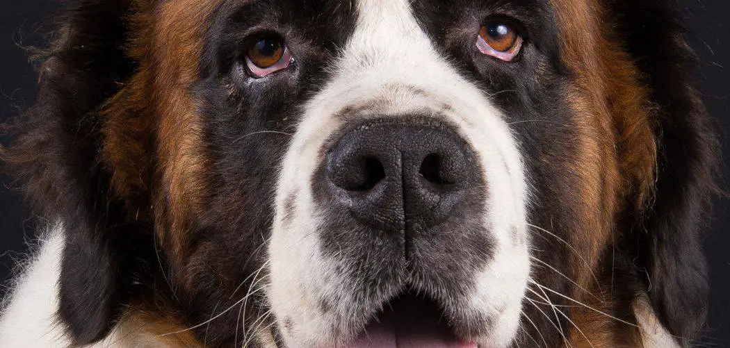 Why Is My Saint Bernard Aggressive