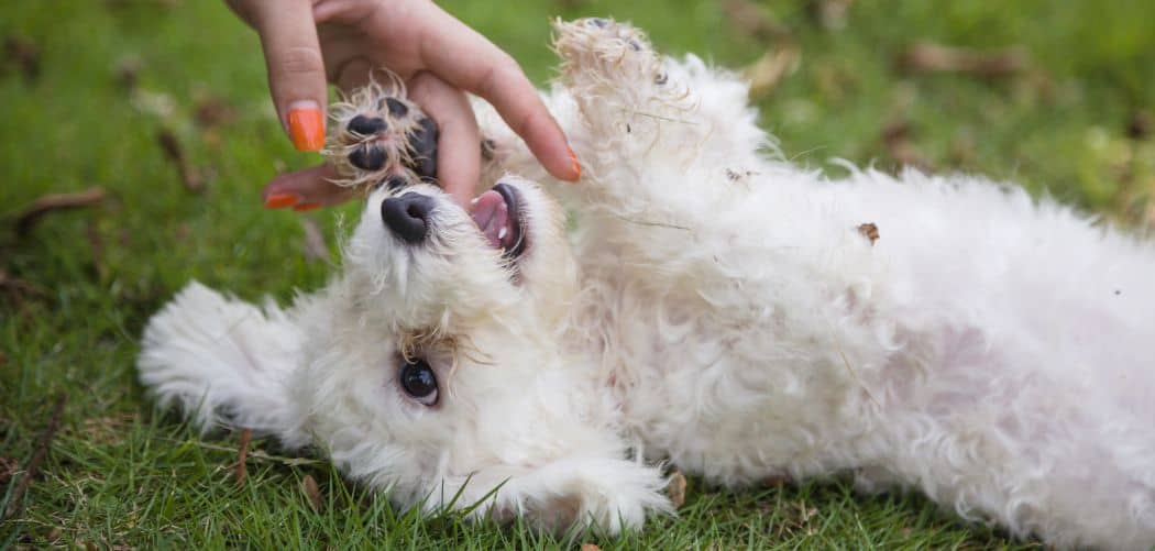 Why Is My Havanese So Annoying? 7 Ways To Deal With It Canines and Pups