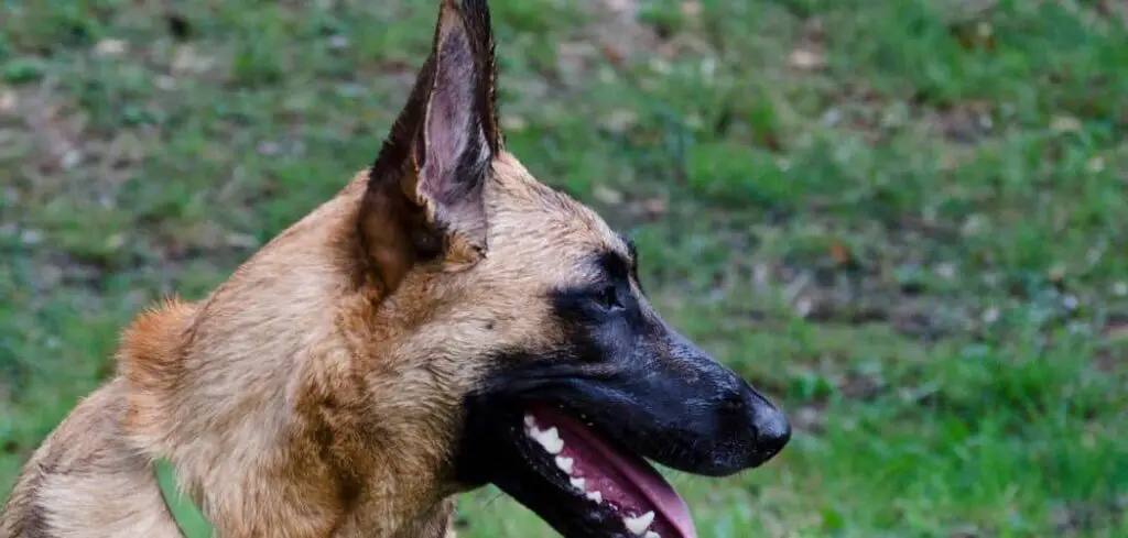 Why does my Belgian Malinois stand over me
