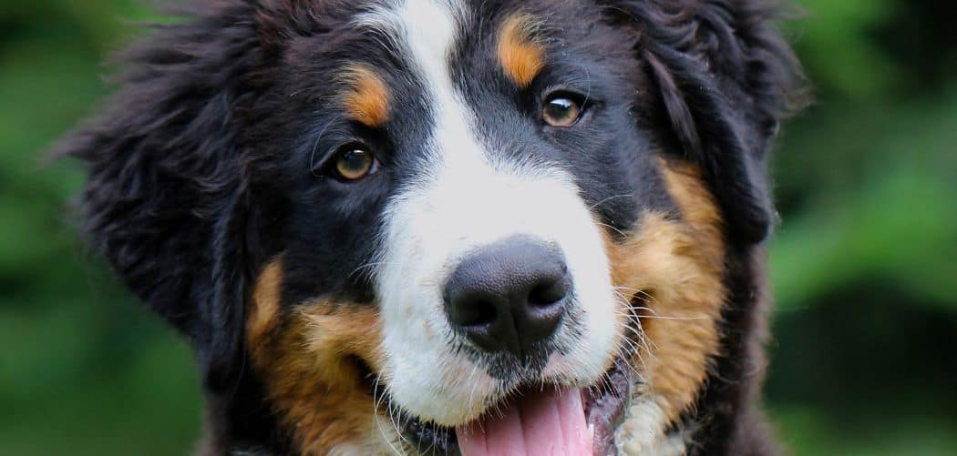 Why does my Bernese Mountain Dog chew everything