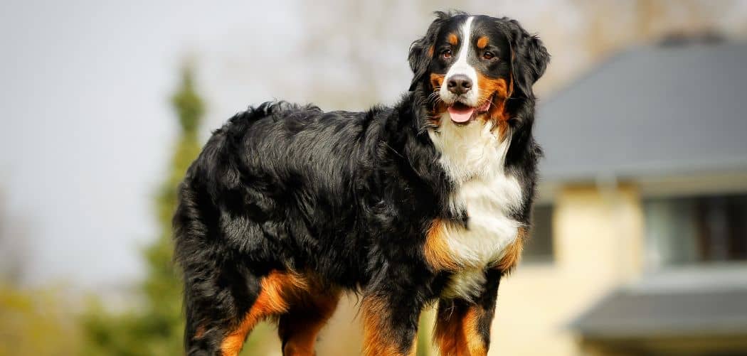 Why does my Bernese Mountain Dog stand over me