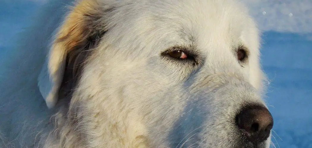 Why does my Great Pyrenees destroy everything