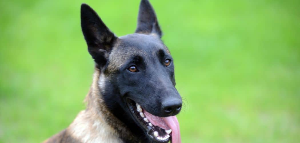 Why is my Belgian Malinois so scared