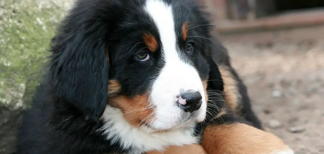 Why is my Bernese Mountain Dog afraid of everything