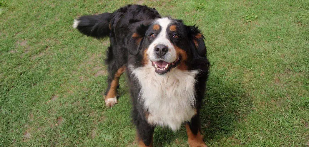 Why is my Bernese Mountain Dog becoming aggressive