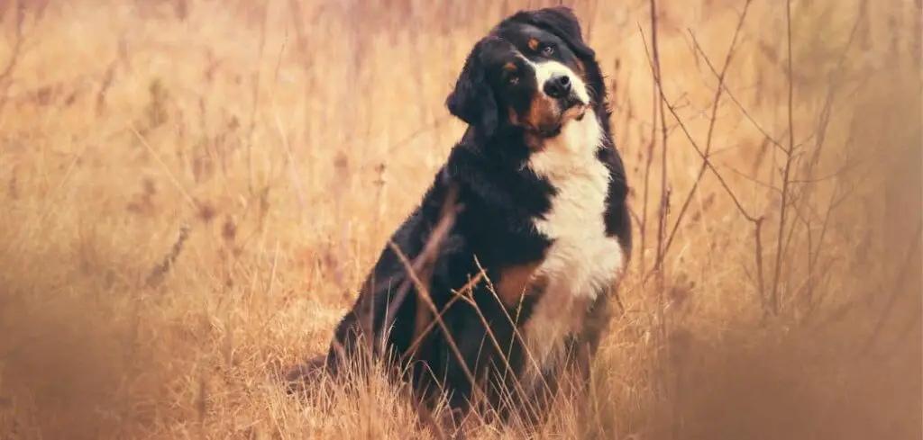 Why is my Bernese Mountain Dog coughing
