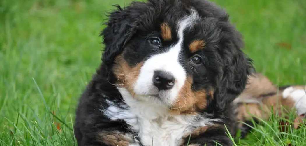 Why is my Bernese Mountain Dog so small