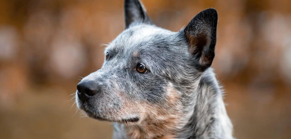 Why is my Blue Heeler coughing