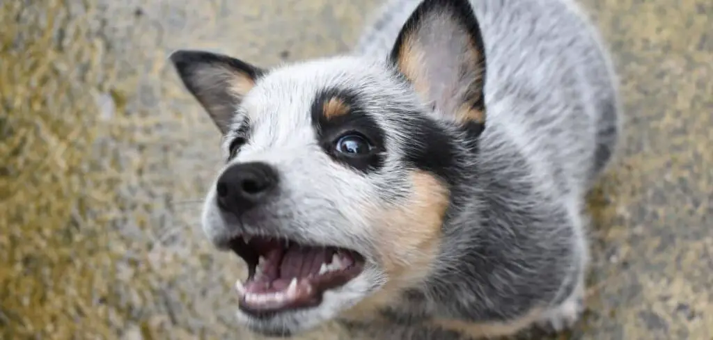 Why is my Blue Heeler so annoying