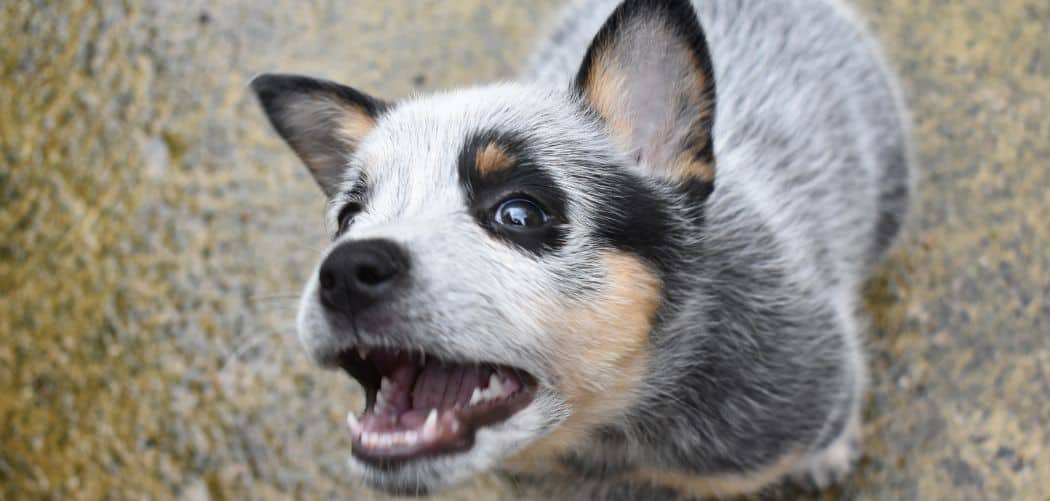 Why Is My Blue Heeler So Annoying? 7 Ways To Deal With It Canines and