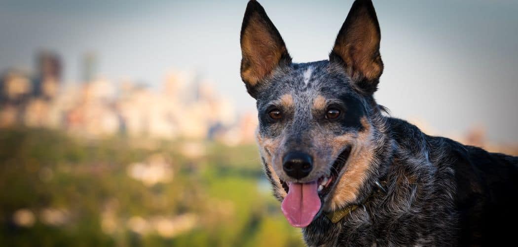 Why is my Blue Heeler so crazy