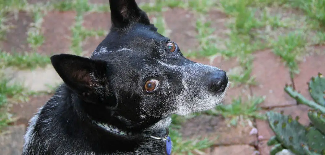 Why is my Blue Heeler so dumb