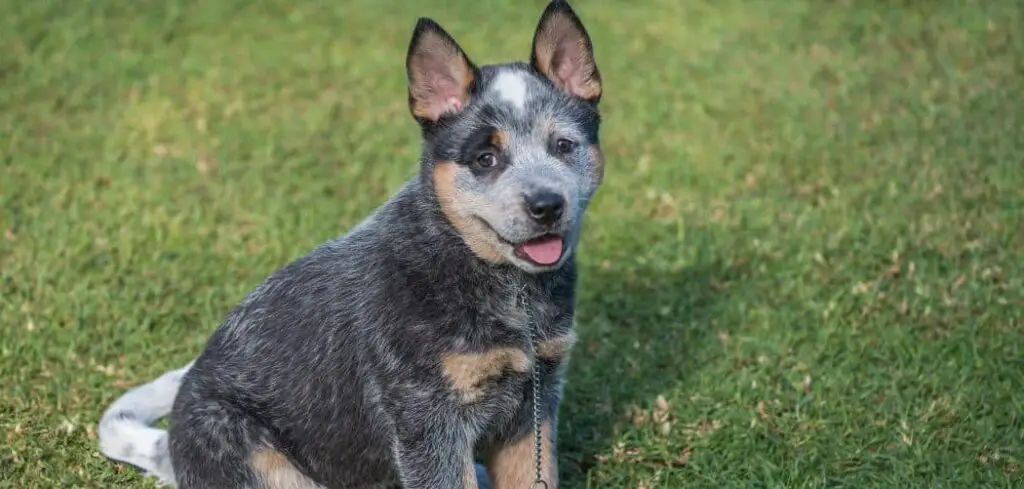 Why is my Blue Heeler so small