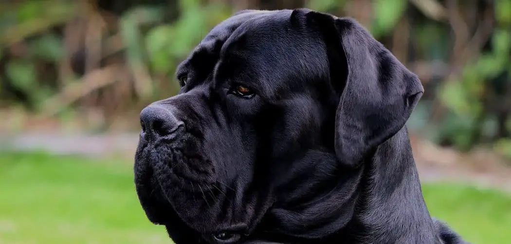 Why is my Cane Corso afraid of everything