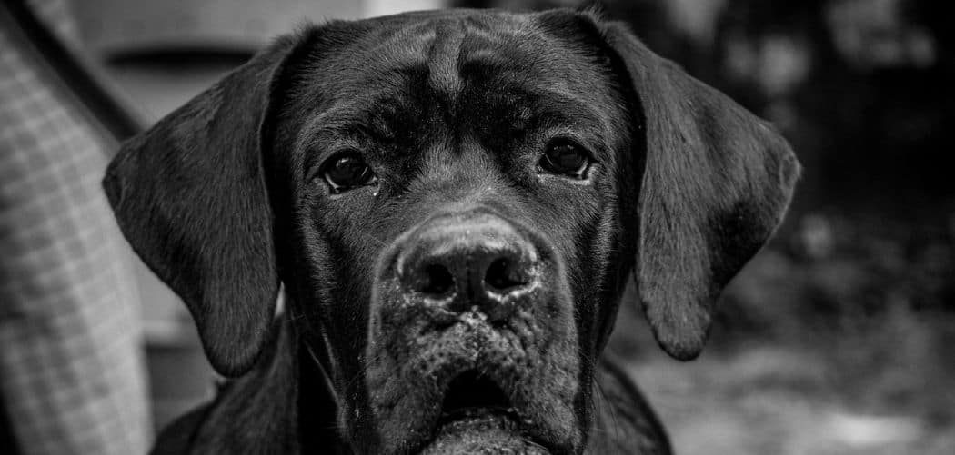 Why is my Cane Corso crazy