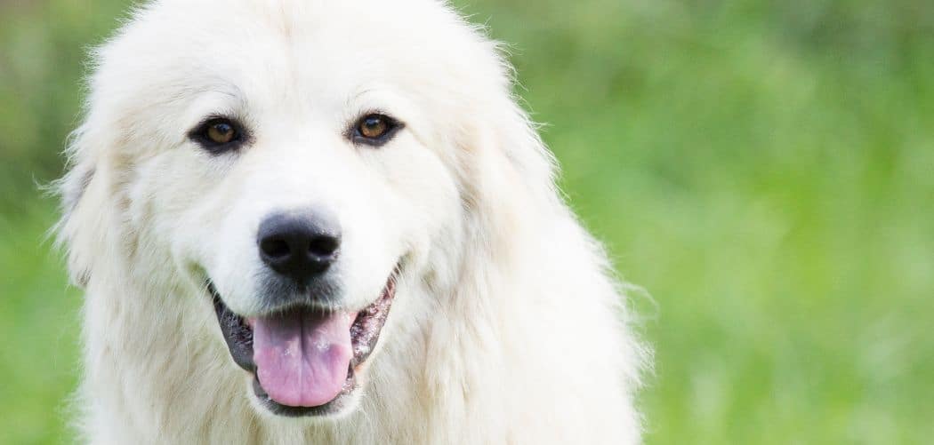 Why is my Great Pyrenees so dumb