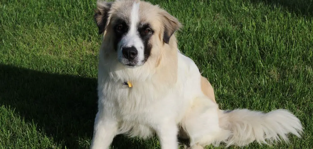 Why is my Great Pyrenees so small