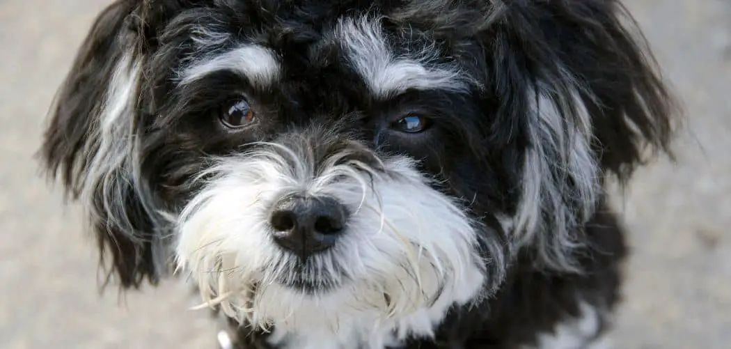 Why is my Havanese breathing heavy