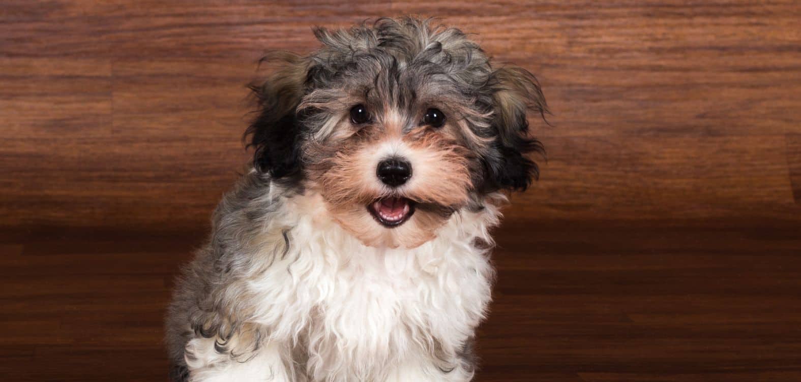 Why is my Havanese drinking so much water