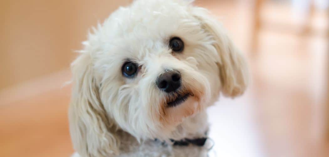 Why is my Maltipoo scared of everything