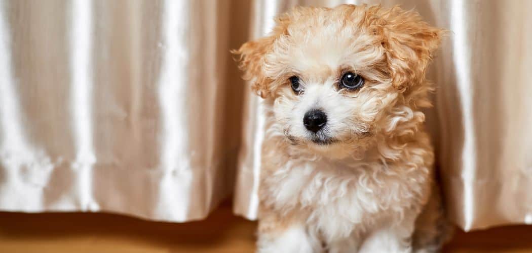 Why is my Maltipoo so small