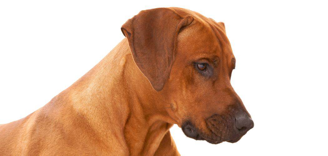 Why is my Rhodesian Ridgeback breathing heavy