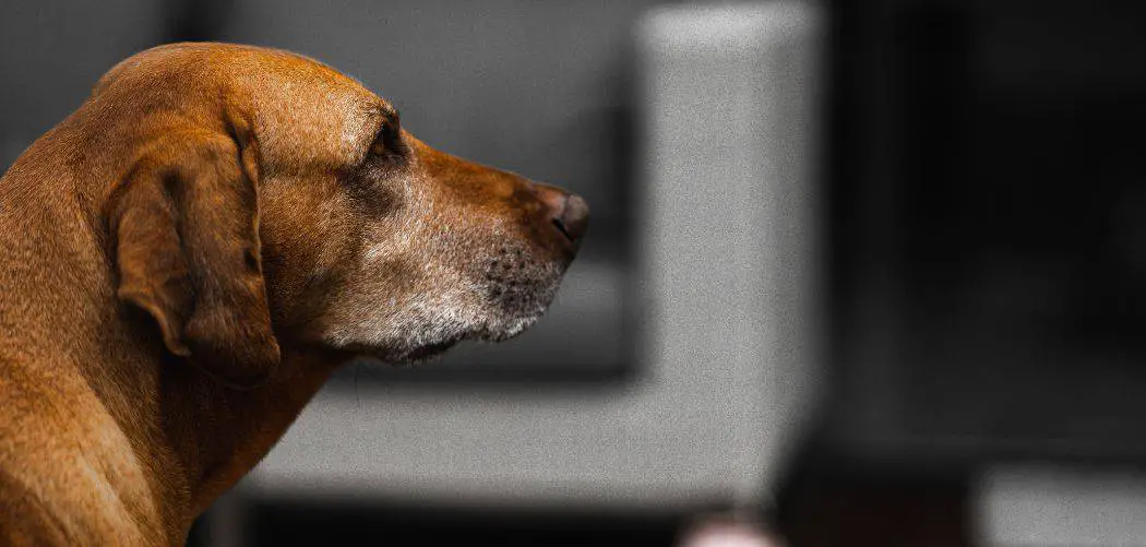 Why is my Rhodesian Ridgeback drinking so much water