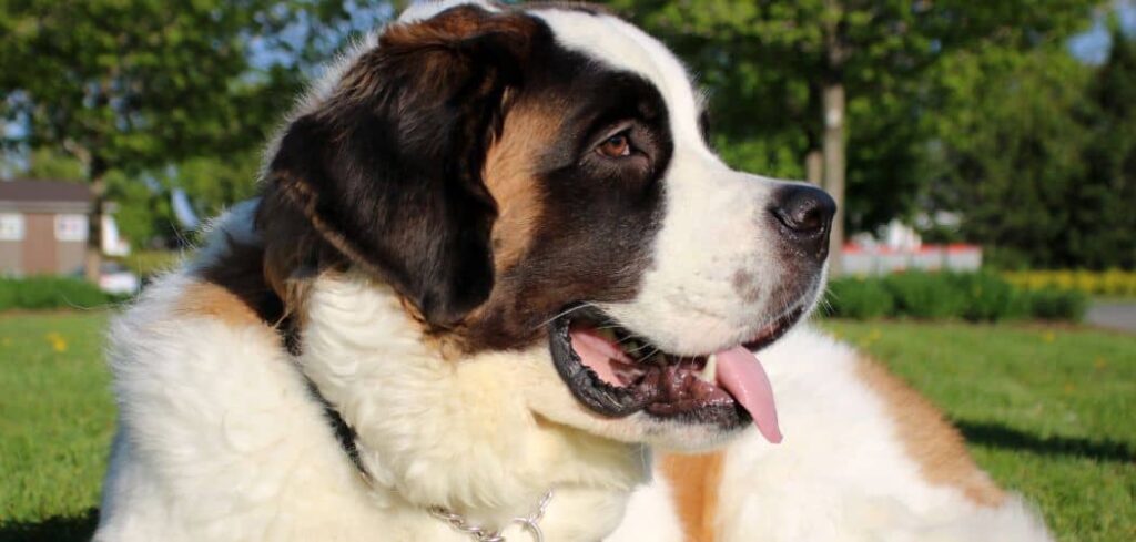 Why is my Saint Bernard coughing