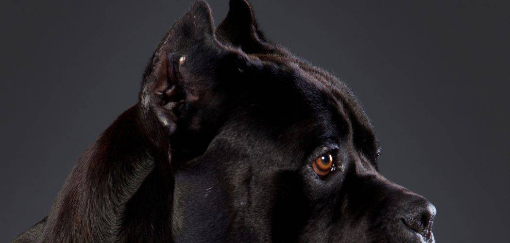 Why is my cane corso so annoying