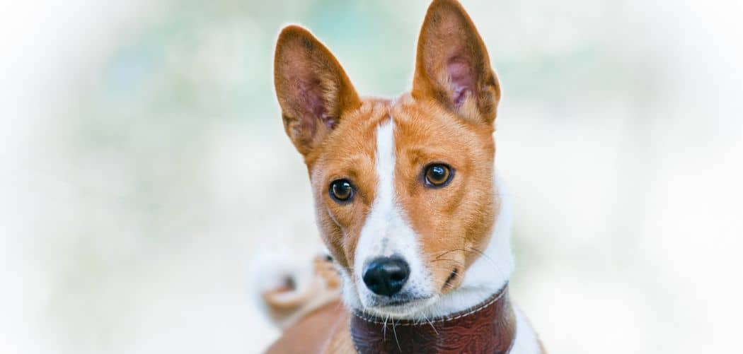basenji sensitive stomach