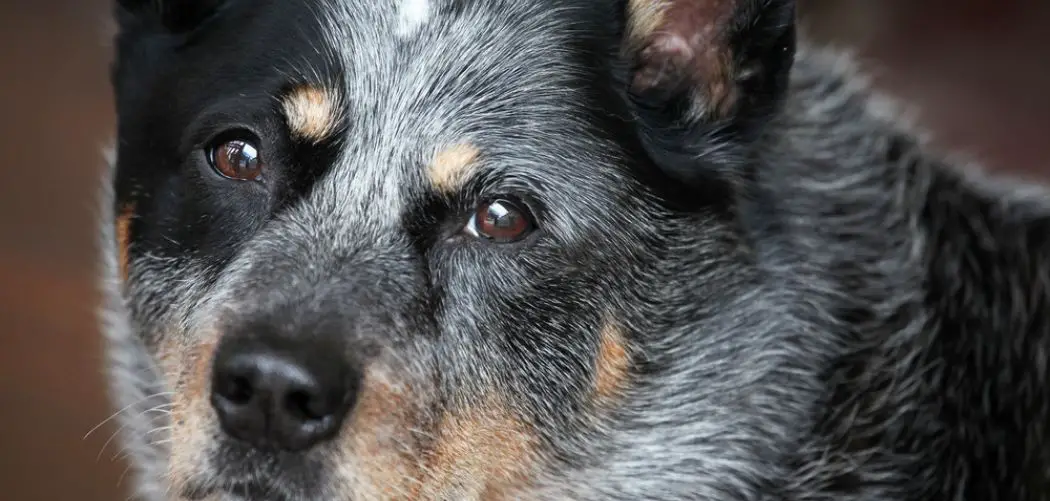 blue heeler chewing everything