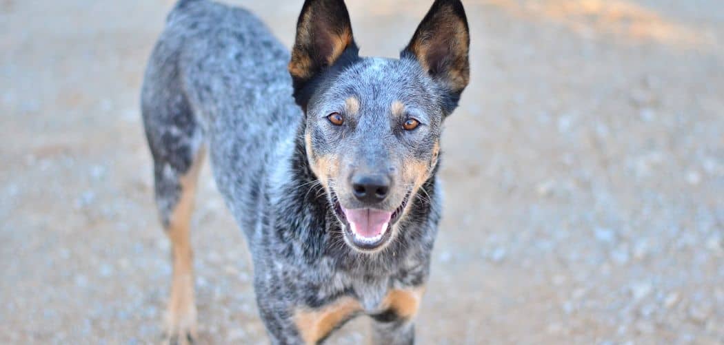 blue heeler limping