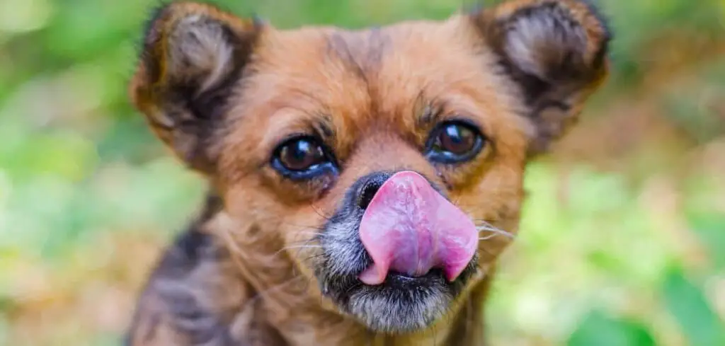 dog licking lips and drinking lots of water
