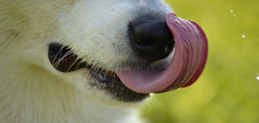 What Does It Mean When Dog Burp Smells Like Poop