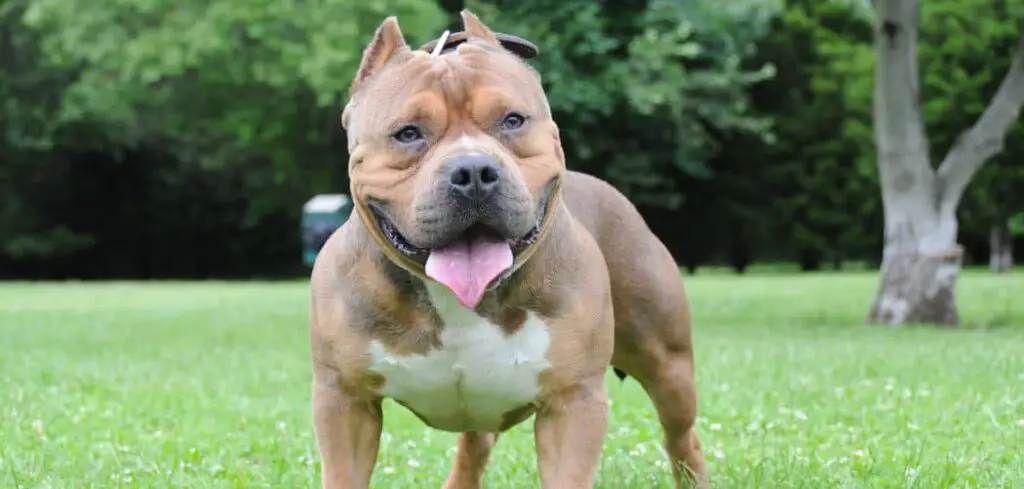 American Bully Drooling