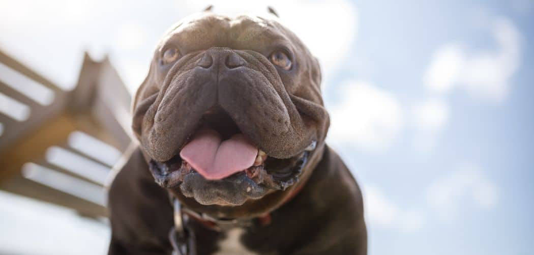 American Bully always hungry