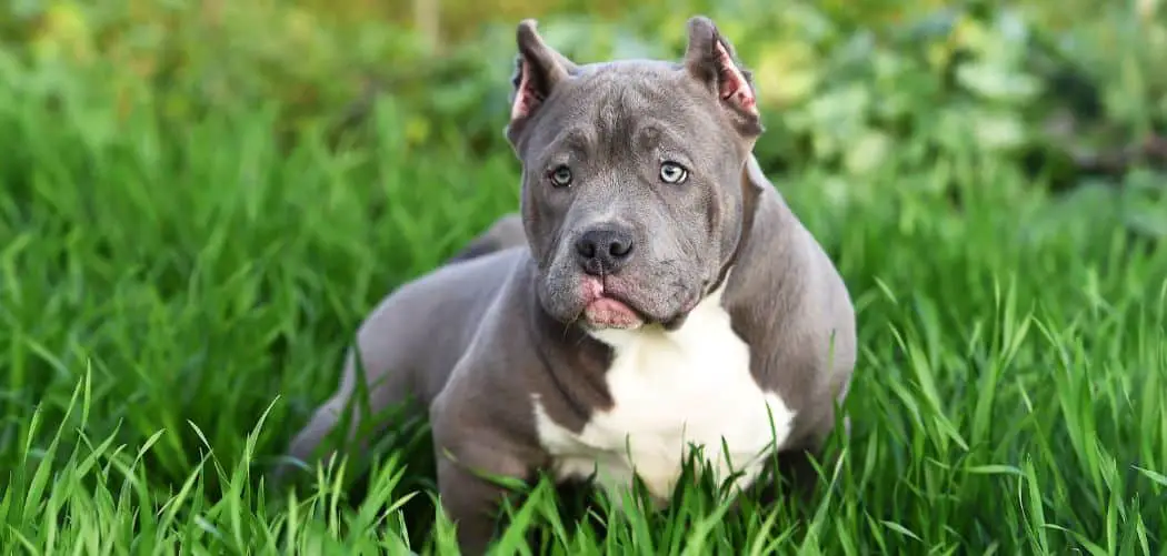American Bully gagging
