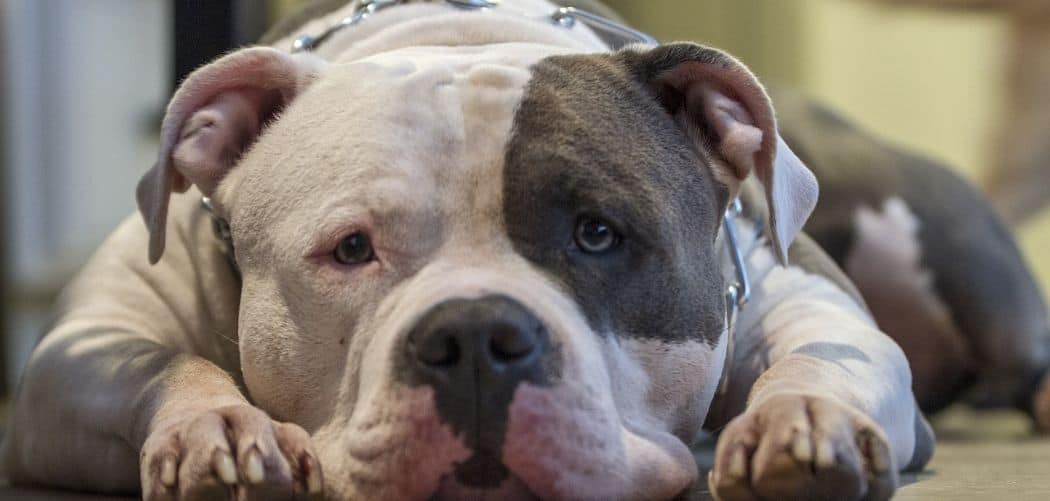 American Bully limping back leg