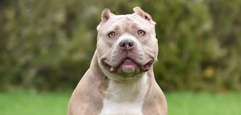 American Bully limping front leg