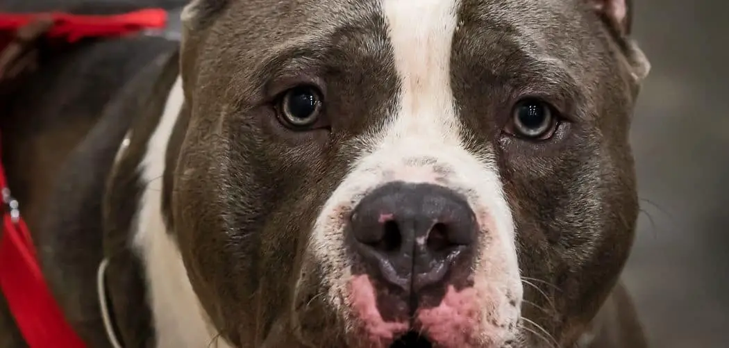 American Bully pooping blood